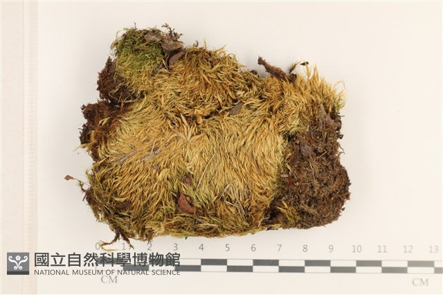 登錄號:B00012474藏品圖，第1張