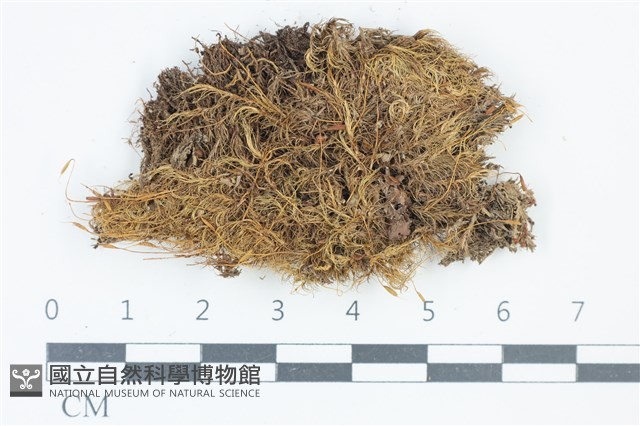 青毛苔藏品圖，第1張