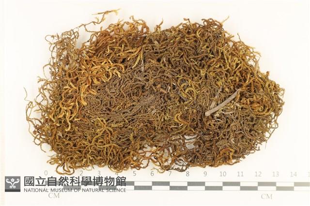 登錄號:B00005474藏品圖，第1張