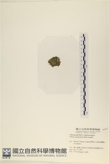 法囊藻藏品圖，第3張