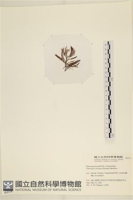小毛孢藻, 小鹿角苔藏品圖，第3張