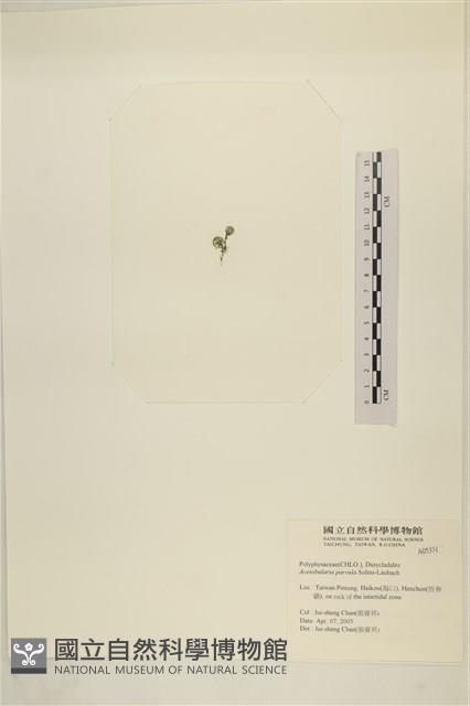 小笠藻, 小傘藻藏品圖，第3張