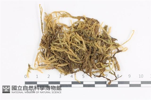 登錄號:B00011374藏品圖，第1張