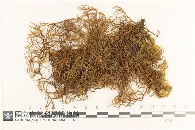 登錄號:B00019774藏品圖，第1張