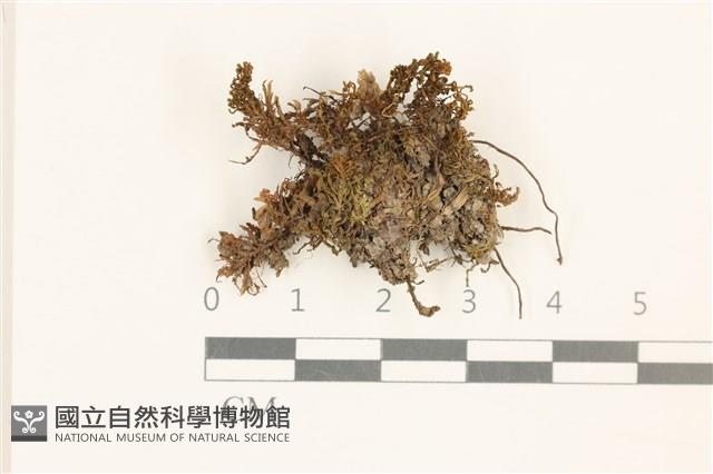 大仙鶴蘚藏品圖，第1張