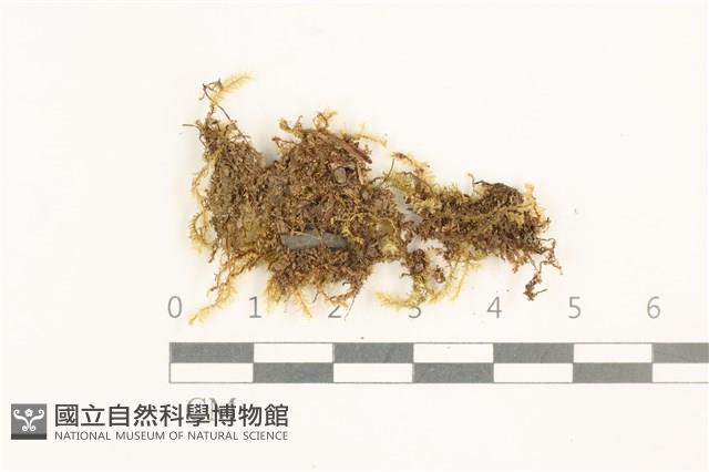 登錄號:B00019614藏品圖，第1張
