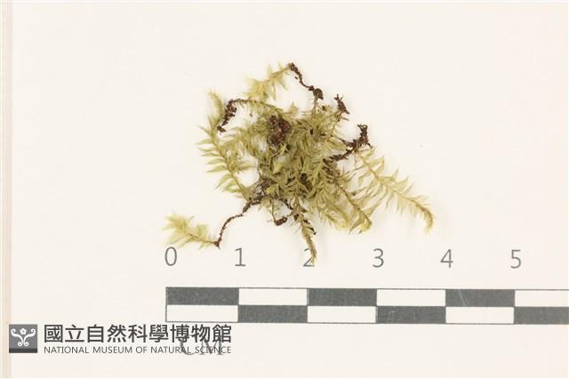 登錄號:B00005614藏品圖，第1張