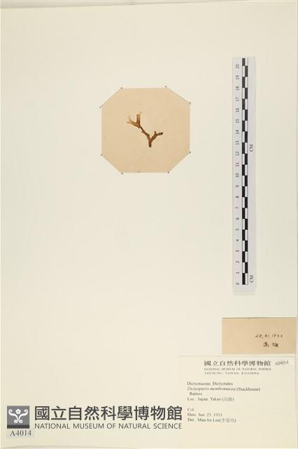 膜葉海網蕨藏品圖，第3張