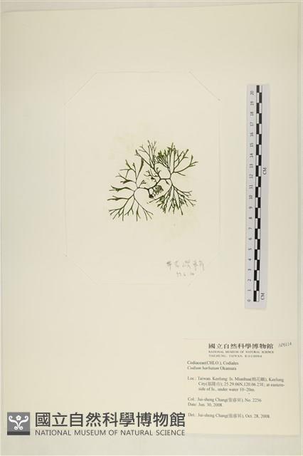 登錄號:A00006114藏品圖，第3張