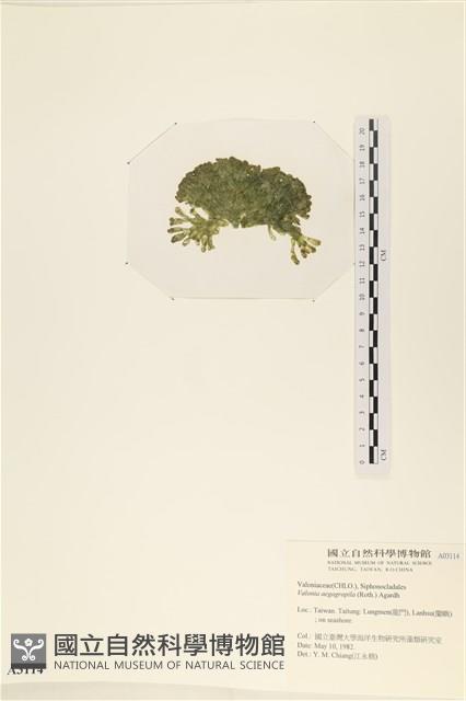 法囊藻藏品圖，第3張