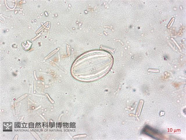 登錄號:A00004514藏品圖，第4張