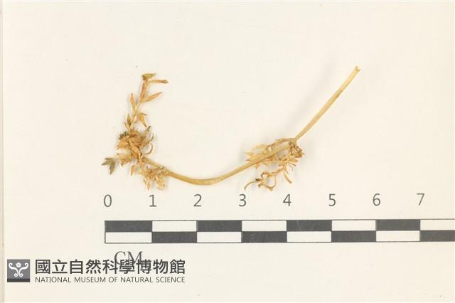 登錄號:B00017514藏品圖，第1張
