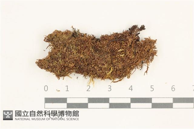 挺葉苔藏品圖，第1張