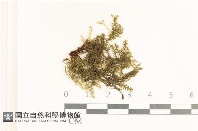 登錄號:B00005514藏品圖，第1張