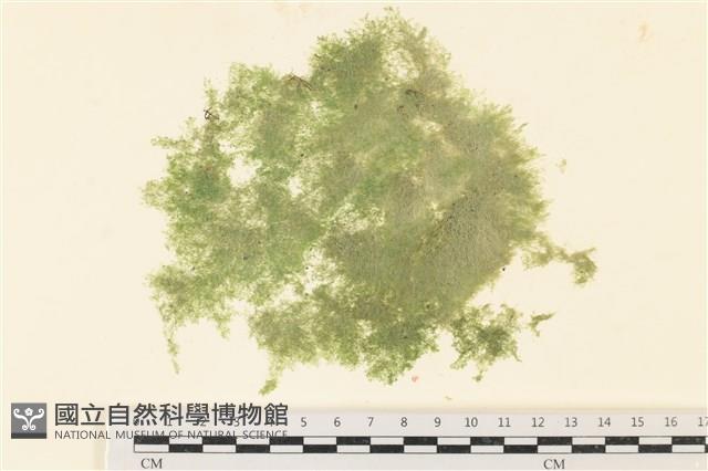 布氏藻藏品圖，第1張