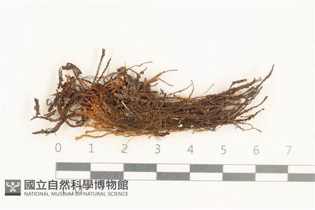 齒邊廣萼苔藏品圖，第1張