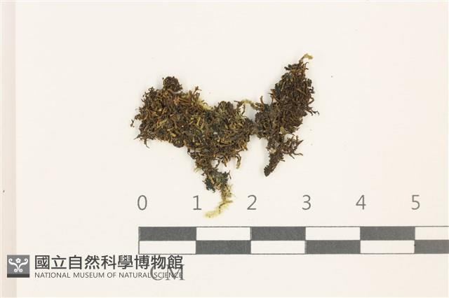 鰓葉苔藏品圖，第1張