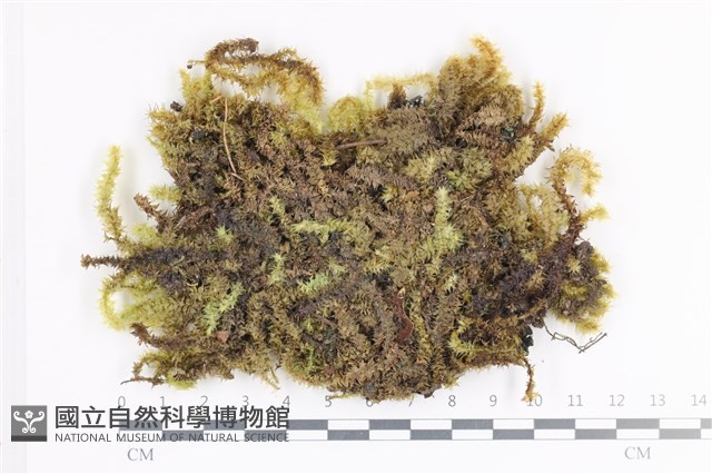 大灰氣蘚藏品圖，第1張