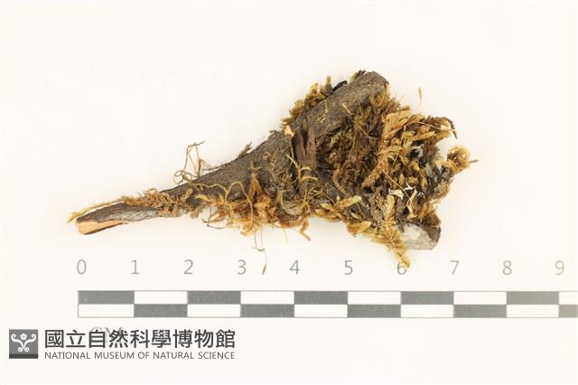 鞭枝懸蘚藏品圖，第1張