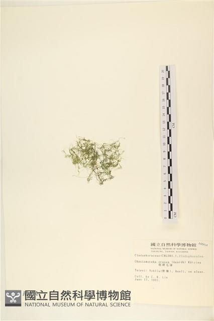 粗硬毛藻, 綠苔藏品圖，第3張