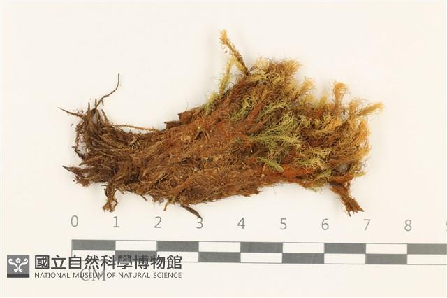 登錄號:B00013414藏品圖，第1張