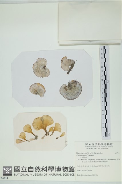 小團扇藻藏品圖，第1張