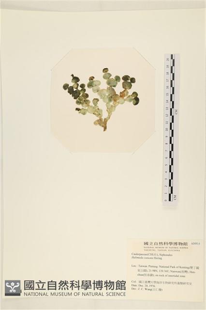 登錄號:A00004914藏品圖，第3張