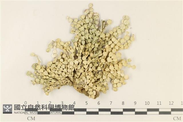 仙掌藻, 海仙人掌藏品圖，第1張