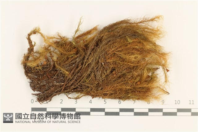 登錄號:B00008314藏品圖，第1張