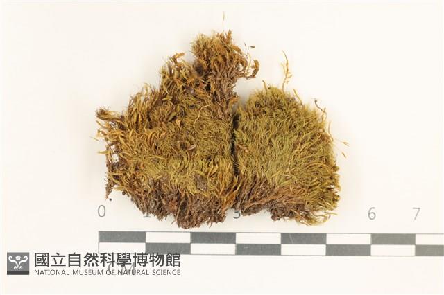狗芽蘚藏品圖，第1張