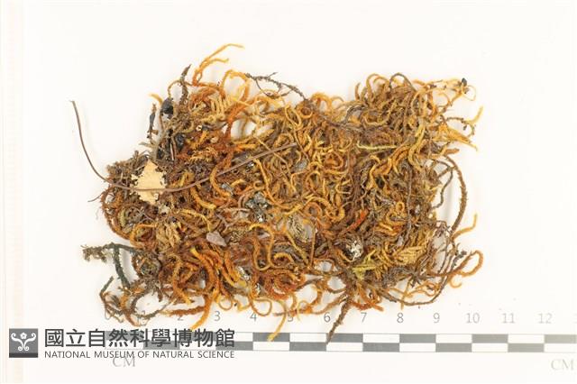 登錄號:B00003314藏品圖，第1張