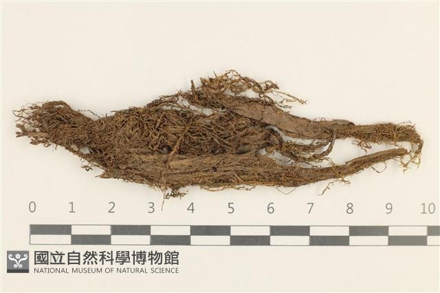 蔓枝濕原蘚藏品圖，第1張