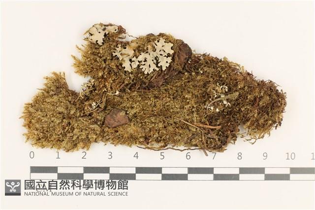登錄號:B00019694藏品圖，第1張