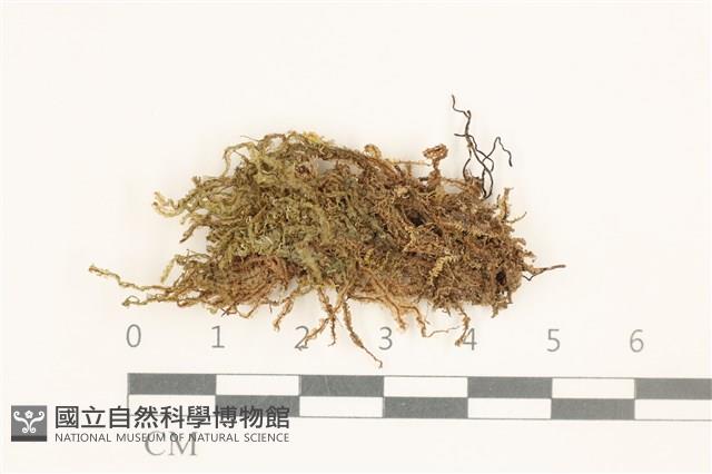 登錄號:B00016694藏品圖，第1張
