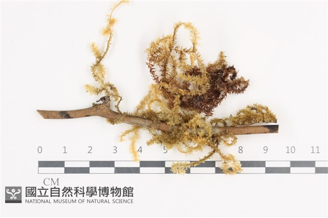 大灰氣蘚藏品圖，第1張
