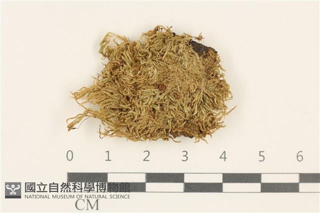 館號:B00021694藏品圖，第1張