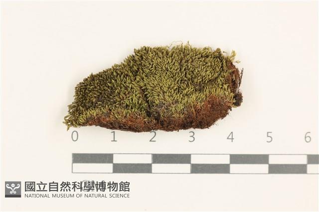 登錄號:B00020694藏品圖，第1張
