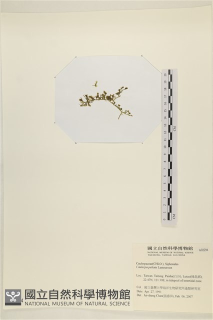 盾葉蕨藻藏品圖，第3張