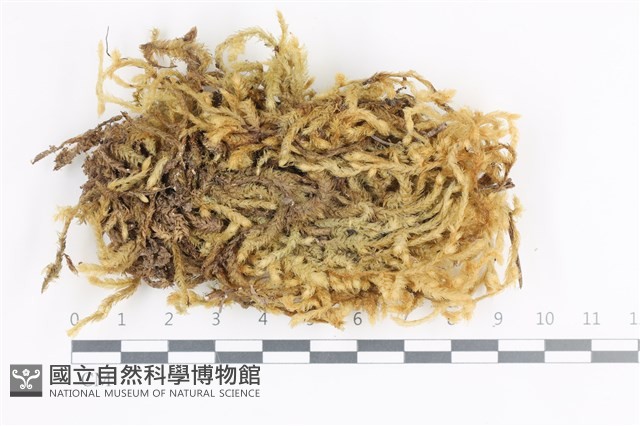 毛扭蘚藏品圖，第1張