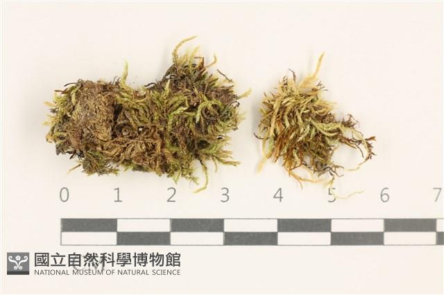 登錄號:B00017294藏品圖，第1張