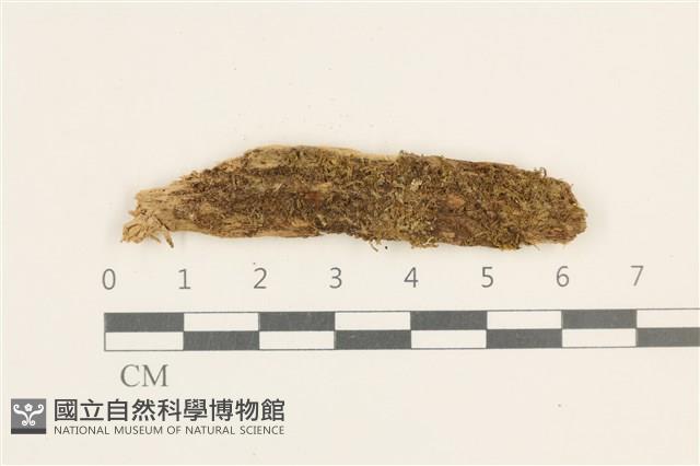 狹葉擬大萼苔藏品圖，第1張