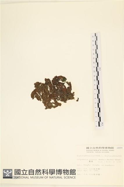 袋苔, 囊藻藏品圖，第3張