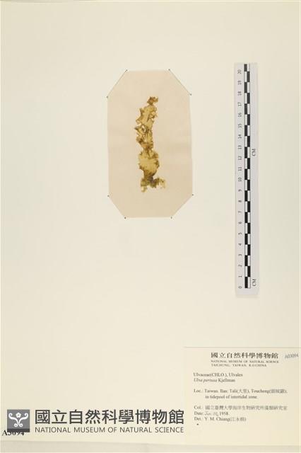 石蓴藏品圖，第3張