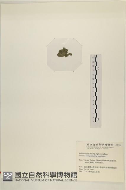 布氏藻藏品圖，第3張