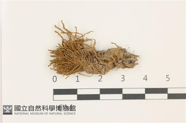 尖葉扭口蘚藏品圖，第1張