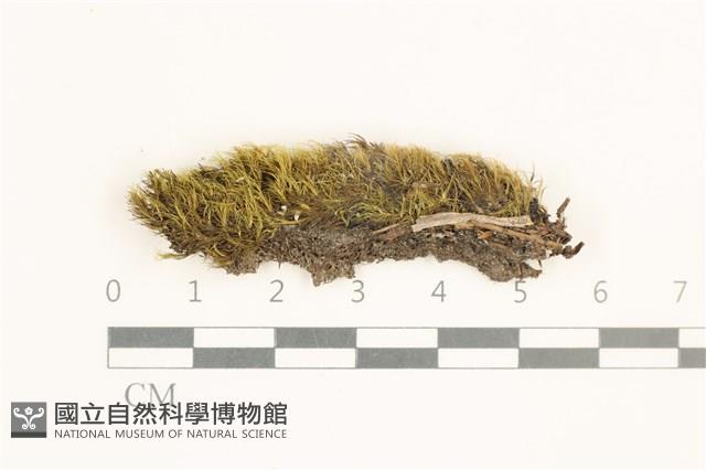 脆枝曲柄蘚藏品圖，第1張