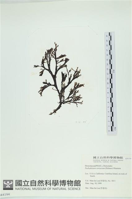 厚網目藻藏品圖，第1張