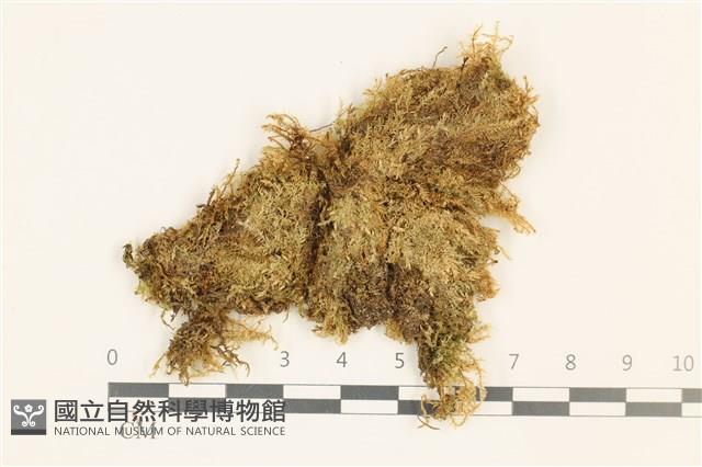 鞭枝懸蘚藏品圖，第1張