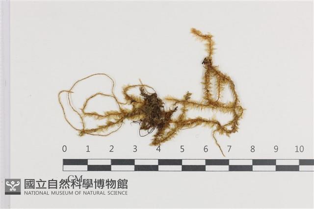 登錄號:B00008594藏品圖，第1張