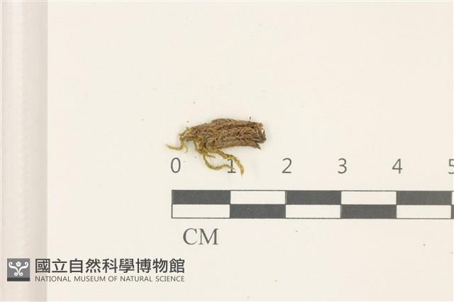 褶葉青蘚藏品圖，第1張